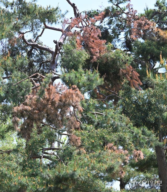 수원특례시 장안구 경기도 기념물 제19호 노송지대의 유서 깊은 소나무들 중 상당수가 부분적으로 고사하고 있어 전면적인 조사와 정비가 요구되고 있다. 노송지대에서는 지난해 11월 폭설로 많은 피해가 발생했었다. 김시범기자