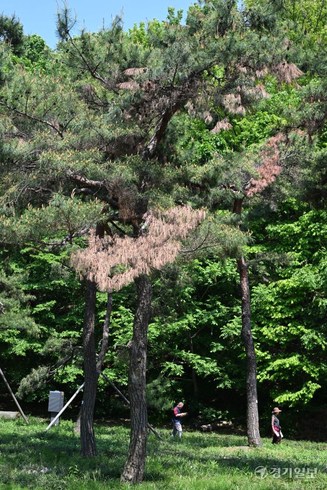 수원특례시 장안구 경기도 기념물 제19호 노송지대의 유서 깊은 소나무들 중 상당수가 부분적으로 고사하고 있어 전면적인 조사와 정비가 요구되고 있다. 노송지대에서는 지난해 11월 폭설로 많은 피해가 발생했었다. 김시범기자