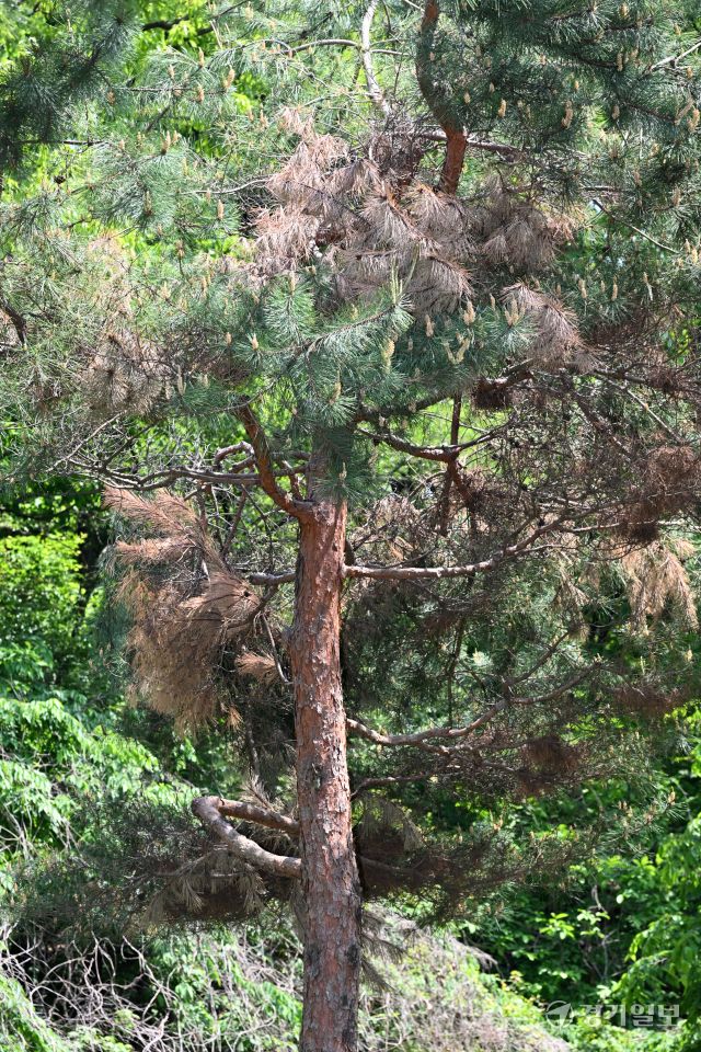 수원특례시 장안구 경기도 기념물 제19호 노송지대의 유서 깊은 소나무들 중 상당수가 부분적으로 고사하고 있어 전면적인 조사와 정비가 요구되고 있다. 노송지대에서는 지난해 11월 폭설로 많은 피해가 발생했었다. 김시범기자