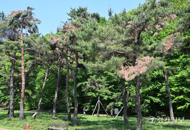 수원특례시 장안구 경기도 기념물 제19호 노송지대의 유서 깊은 소나무들 중 상당수가 부분적으로 고사하고 있어 전면적인 조사와 정비가 요구되고 있다. 노송지대에서는 지난해 11월 폭설로 많은 피해가 발생했었다. 김시범기자