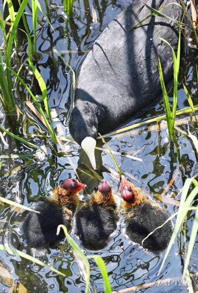 번식기를 맞은 조류의 육추가 한창이다. 14일 오전 의왕시 왕송호수에서 물닭 어미가 갓 부화한 새끼들에게 먹이를 주며 돌보고 있다. 김시범기자