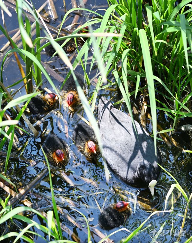 번식기를 맞은 조류의 육추가 한창이다. 14일 오전 의왕시 왕송호수에서 물닭 어미가 갓 부화한 새끼들에게 먹이를 주며 돌보고 있다. 김시범기자