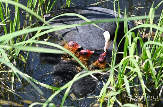 번식기를 맞은 조류의 육추가 한창이다. 14일 오전 의왕시 왕송호수에서 물닭 어미가 갓 부화한 새끼들에게 먹이를 주며 돌보고 있다. 김시범기자