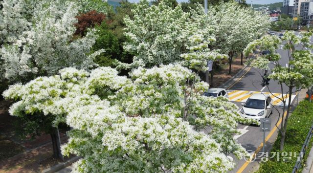 14일 수원특례시 장안구 광교산로에 심어진 이팝나무마다 새하얀 꽃이 절정을 이뤄 눈이 내린 듯 멋진 풍경을 연출하고 있다. '이팝나무'는 꽃의 모양이 마치 쌀밥 같다 하여 이밥나무라 부르는 것이 변형된 것이다. 김시범기자