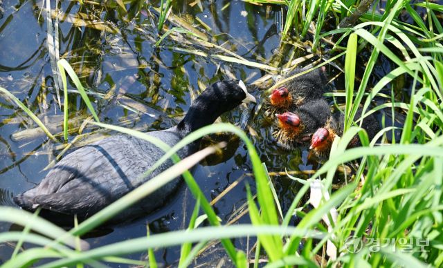 번식기를 맞은 조류의 육추가 한창이다. 14일 오전 의왕시 왕송호수에서 물닭 어미가 갓 부화한 새끼들에게 먹이를 주며 돌보고 있다. 김시범기자
