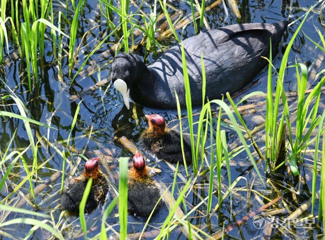 번식기를 맞은 조류의 육추가 한창이다. 14일 오전 의왕시 왕송호수에서 물닭 어미가 갓 부화한 새끼들에게 먹이를 주며 돌보고 있다. 김시범기자