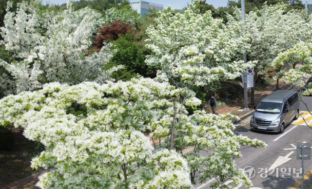 14일 수원특례시 장안구 광교산로에 심어진 이팝나무마다 새하얀 꽃이 절정을 이뤄 눈이 내린 듯 멋진 풍경을 연출하고 있다. '이팝나무'는 꽃의 모양이 마치 쌀밥 같다 하여 이밥나무라 부르는 것이 변형된 것이다. 김시범기자