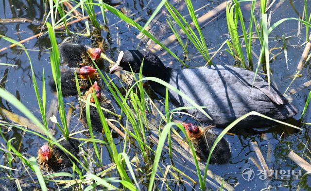 번식기를 맞은 조류의 육추가 한창이다. 14일 오전 의왕시 왕송호수에서 물닭 어미가 갓 부화한 새끼들에게 먹이를 주며 돌보고 있다. 김시범기자