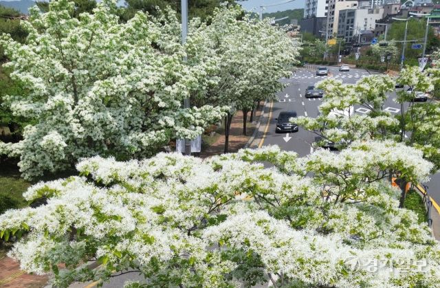 14일 수원특례시 장안구 광교산로에 심어진 이팝나무마다 새하얀 꽃이 절정을 이뤄 눈이 내린 듯 멋진 풍경을 연출하고 있다. '이팝나무'는 꽃의 모양이 마치 쌀밥 같다 하여 이밥나무라 부르는 것이 변형된 것이다. 김시범기자