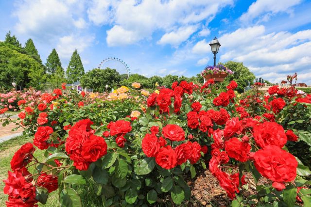16일 개막하는 '에버랜드 로로티' 장미축제가 열리는 로즈가든 전경. 에버랜드 제공