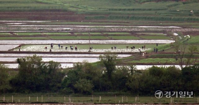 18일 인천 강화군 강화평화전망대에서 바라본 북한 황해도 개풍군에서 북한 주민들이 모내기를 하고 있다. 조병석기자
