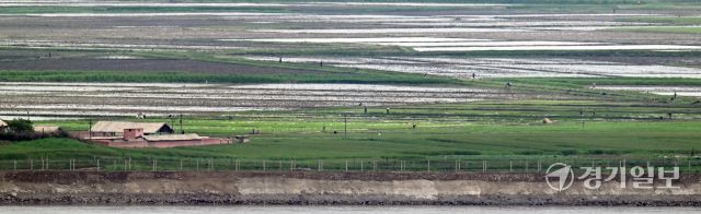 18일 인천 강화군 강화평화전망대에서 바라본 북한 황해도 개풍군에서 북한 주민들이 모내기를 하고 있다. 조병석기자