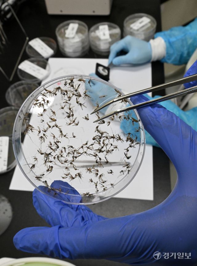 최근 국내 말라리아 환자가 큰 폭으로 증가하면서 경기도가 매개 모기 감시사업, 방제 강화 등 말라리아 퇴치 활동에 총력을 기울이고 있다. 19일 경기도보건환경연구원 북부지원 감염병검사팀 실험실에서 직원들이 매개 모기인 얼룩날개모기 분류 작업을 하고 있다. 김시범기자