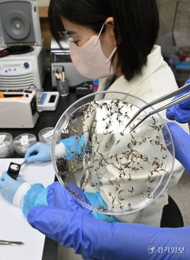 최근 국내 말라리아 환자가 큰 폭으로 증가하면서 경기도가 매개 모기 감시사업, 방제 강화 등 말라리아 퇴치 활동에 총력을 기울이고 있다. 19일 경기도보건환경연구원 북부지원 감염병검사팀 실험실에서 직원들이 매개 모기인 얼룩날개모기 분류 작업을 하고 있다. 김시범기자