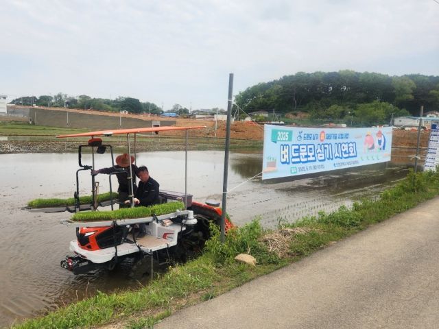 19일 중구 을왕동에서 인천시 농업기술센터 관계자들이 벼 드문모 심기를 시연하고 있다. 인천시 제공