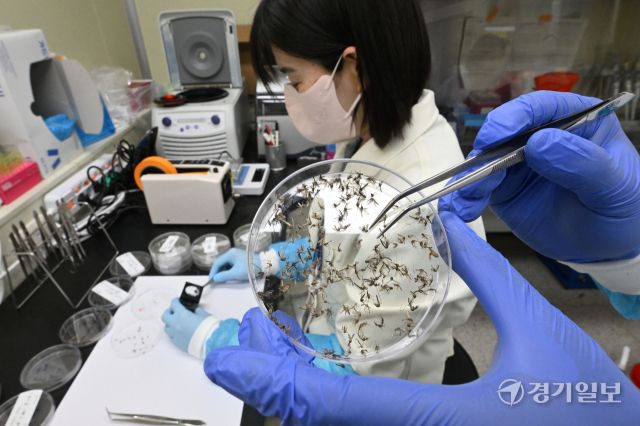 최근 국내 말라리아 환자가 큰 폭으로 증가하면서 경기도가 매개 모기 감시사업, 방제 강화 등 말라리아 퇴치 활동에 총력을 기울이고 있다. 19일 경기도보건환경연구원 북부지원 감염병검사팀 실험실에서 직원들이 매개 모기인 얼룩날개모기 분류 작업을 하고 있다. 김시범기자