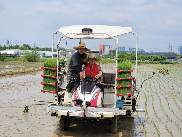 국민의힘 김문수 대선 후보가 21일 고양특례시를 찾아 청년 농업인들과 함께 모내기를 체험하고 있다. 오민주 기자