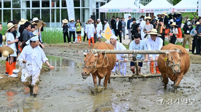 국립농업박물관, 전통 농경문화 체험 [포토뉴스]