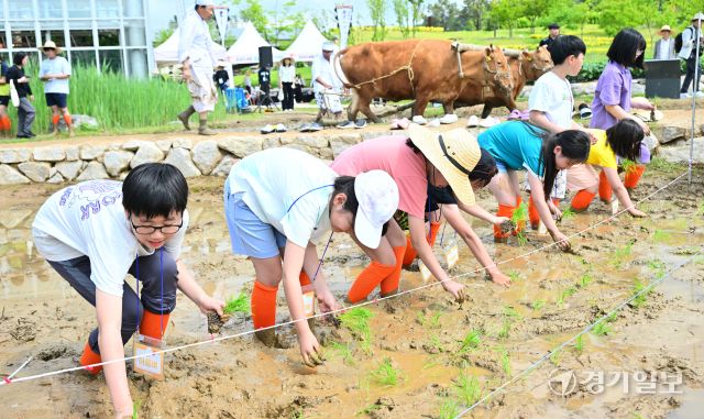 국립농업박물관, 전통 농경문화 체험 [포토뉴스]