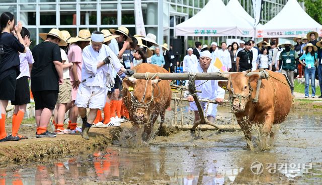 국립농업박물관, 전통 농경문화 체험 [포토뉴스]