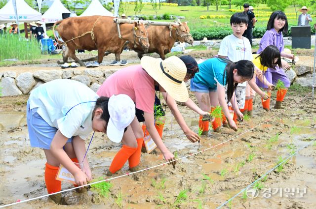 국립농업박물관, 전통 농경문화 체험 [포토뉴스]
