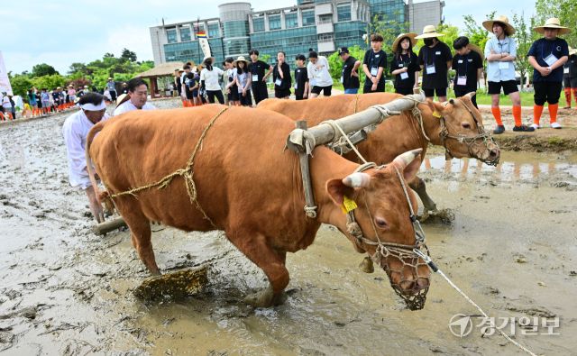 국립농업박물관, 전통 농경문화 체험 [포토뉴스]
