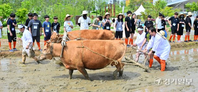 국립농업박물관, 전통 농경문화 체험 [포토뉴스]