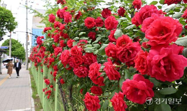 22일 오후 수원특례시 팔달구 인계동 한 담장에 꽃의 여왕 장미가 만개해 빨간색 자태를 뽐내고 있다. 김시범기자