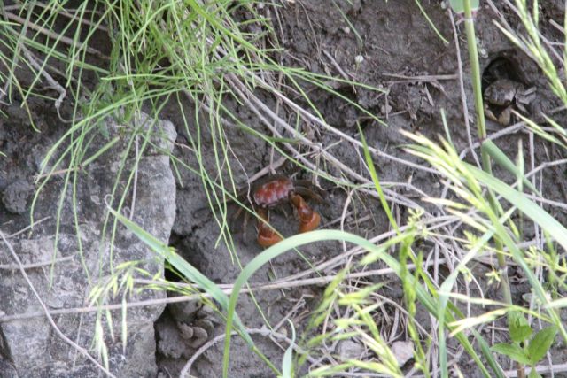 시화호 상류에 조성된 안산갈대습지에서 국내 최초로 멸종위기종 2급인 ‘붉은발 말똥게’가 대규모 서식 중인 것으로 확인됐다. 사진은 ‘붉은발 말똥게’. 안산시 제공