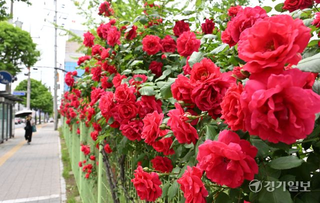 22일 오후 수원특례시 팔달구 인계동 한 담장에 꽃의 여왕 장미가 만개해 빨간색 자태를 뽐내고 있다. 김시범기자