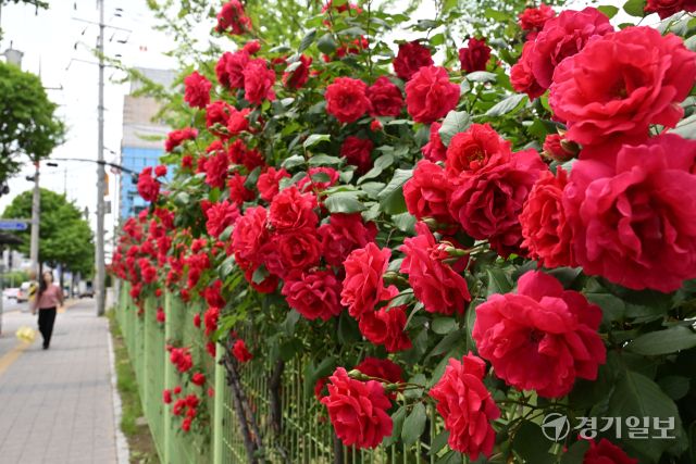 22일 오후 수원특례시 팔달구 인계동 한 담장에 꽃의 여왕 장미가 만개해 빨간색 자태를 뽐내고 있다. 김시범기자