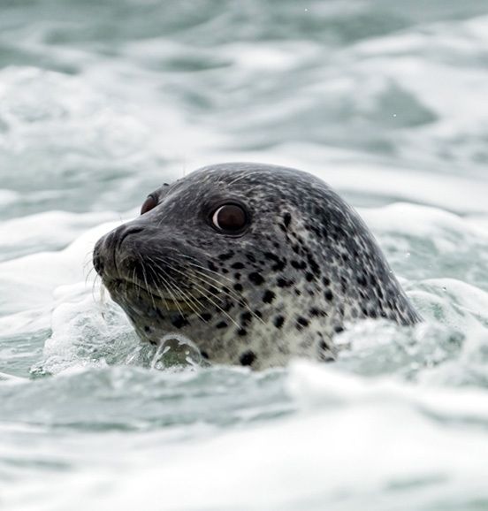 점박이물범. 인천녹색연합 제공
