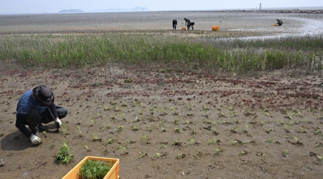 경기도 ‘블루카본’ 생태계 복원 현장 [포토뉴스]