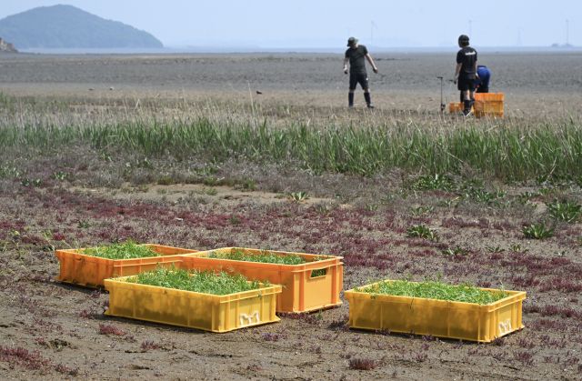 경기도 ‘블루카본’ 생태계 복원 현장 [포토뉴스]