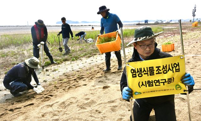 경기도 ‘블루카본’ 생태계 복원 현장 [포토뉴스]