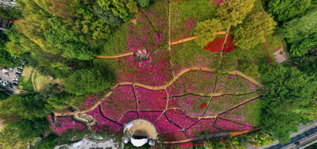 지난 4월, 철쭉축제기간중 하늘에서 본 철쭉동산 모습. 군포시 제공