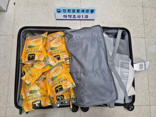 여행가방 안에 은닉한 대마초. 인천공항세관 제공