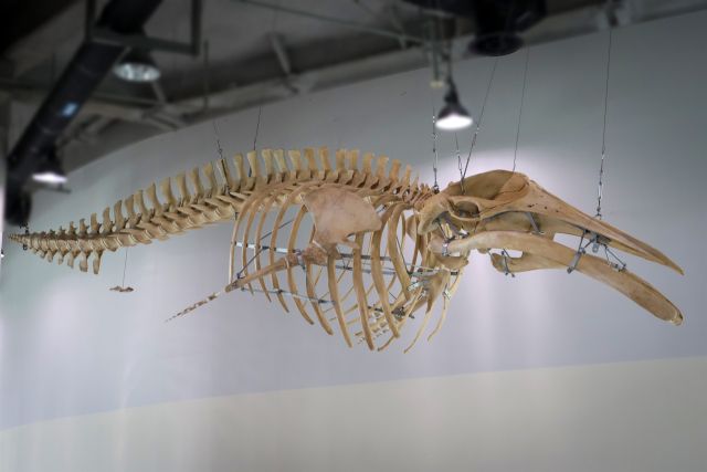 국립인천해양박물관이 5월말부터 선보이는 ‘고래 안의 고래’ 테마전시의 대형 밍크고래 골격. 박물관 제공