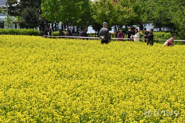 ‘2025 구리유채꽃축제’ 개막을 하루 앞둔 8일 오전 구리한강시민공원에서 시민들이 노란 유채꽃을 감상하고 있다. 다양한 꽃과 공연, 먹거리가 마련된 이번 축제는 11일까지 열린다. 김시범기자