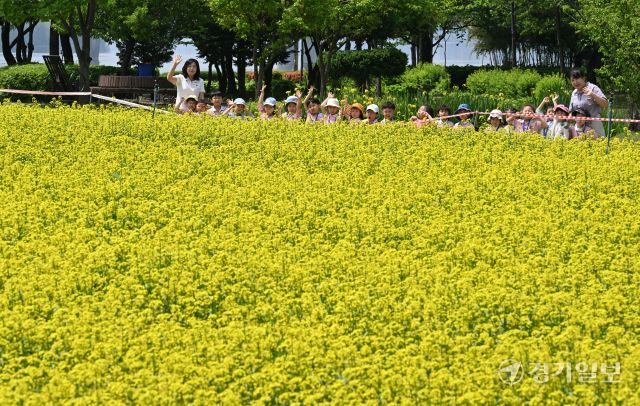 ‘2025 구리유채꽃축제’ 개막을 하루 앞둔 8일 오전 구리한강시민공원에서 한 어린이집 원아들이 노란 유채꽃 물결을 감상하고 있다. 다양한 꽃과 공연, 먹거리가 마련된 이번 축제는 11일까지 열린다. 김시범기자
