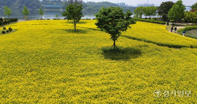 ‘2025 구리유채꽃축제’ 개막을 하루 앞둔 8일 오전 구리한강시민공원에서 시민들이 노란 유채꽃을 감상하고 있다. 다양한 꽃과 공연, 먹거리가 마련된 이번 축제는 11일까지 열린다. 김시범기자