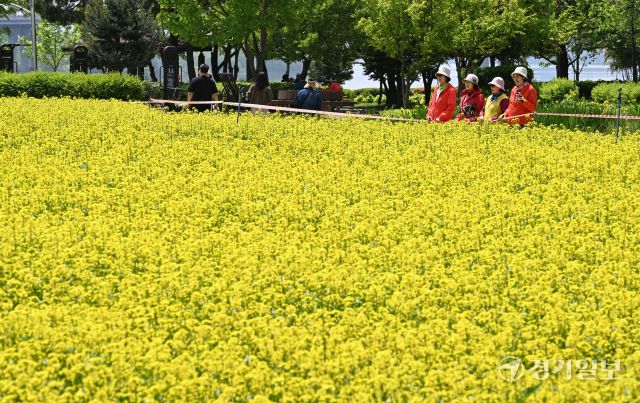‘2025 구리유채꽃축제’ 개막을 하루 앞둔 8일 오전 구리한강시민공원에서 시민들이 노란 유채꽃을 감상하고 있다. 다양한 꽃과 공연, 먹거리가 마련된 이번 축제는 11일까지 열린다. 김시범기자