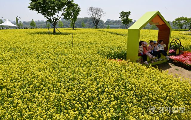 ‘2025 구리유채꽃축제’ 개막을 하루 앞둔 8일 오전 구리한강시민공원에서 한 어린이집 원아들이 노란 유채꽃 물결을 감상하고 있다. 다양한 꽃과 공연, 먹거리가 마련된 이번 축제는 11일까지 열린다. 김시범기자