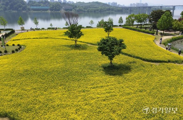 ‘2025 구리유채꽃축제’ 개막을 하루 앞둔 8일 오전 구리한강시민공원에서 시민들이 노란 유채꽃을 감상하고 있다. 다양한 꽃과 공연, 먹거리가 마련된 이번 축제는 11일까지 열린다. 김시범기자