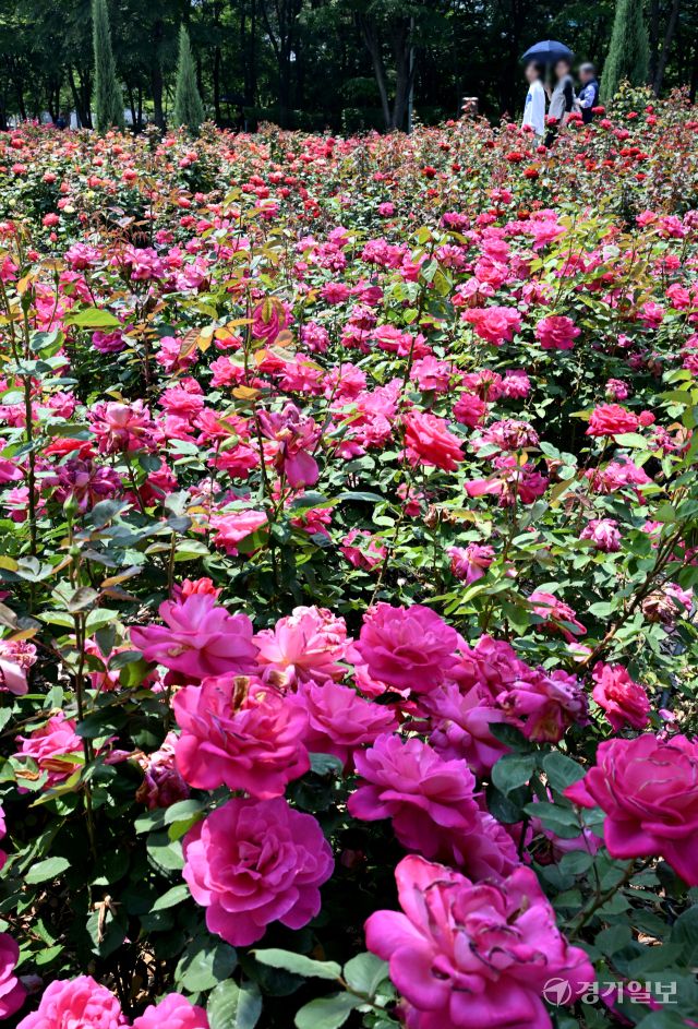 1일 인천 연수구 송도국제도시 해돋이공원 장미원을 찾은 시민들이 형형색색의 활짝 핀 장미를 감상하며 6월의 첫날을 만끽하고 있다. 조병석기자