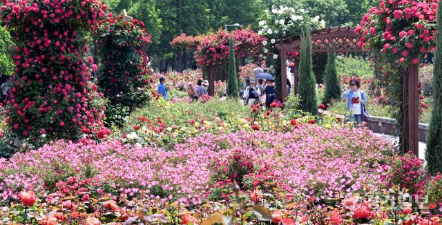 1일 인천 연수구 송도국제도시 해돋이공원 장미원을 찾은 시민들이 형형색색의 활짝 핀 장미를 감상하며 6월의 첫날을 만끽하고 있다. 조병석기자