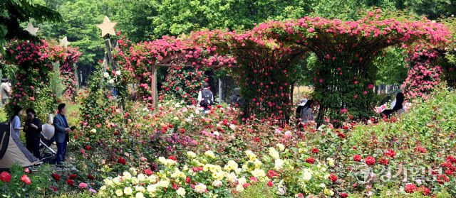 1일 인천 연수구 송도국제도시 해돋이공원 장미원을 찾은 시민들이 형형색색의 활짝 핀 장미를 감상하며 6월의 첫날을 만끽하고 있다. 조병석기자