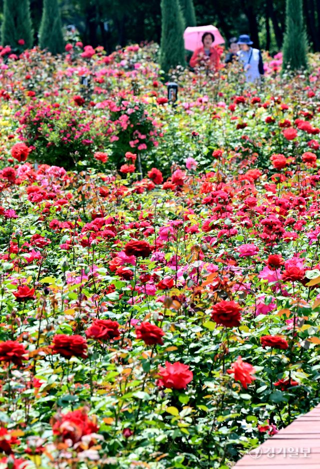 1일 인천 연수구 송도국제도시 해돋이공원 장미원을 찾은 시민들이 형형색색의 활짝 핀 장미를 감상하며 6월의 첫날을 만끽하고 있다. 조병석기자