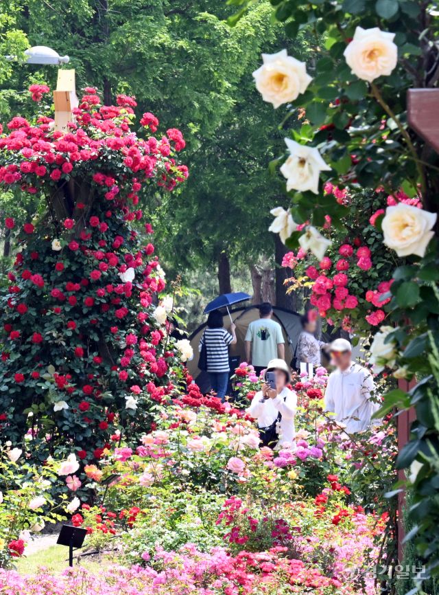1일 인천 연수구 송도국제도시 해돋이공원 장미원을 찾은 시민들이 형형색색의 활짝 핀 장미를 감상하며 6월의 첫날을 만끽하고 있다. 조병석기자