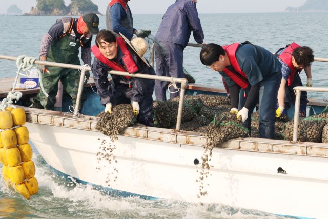 문경복 옹진군수와 관계자들이 최근 내리어촌계 체험어장에서 바지락 종자를 살포하고 있다. 군 제공